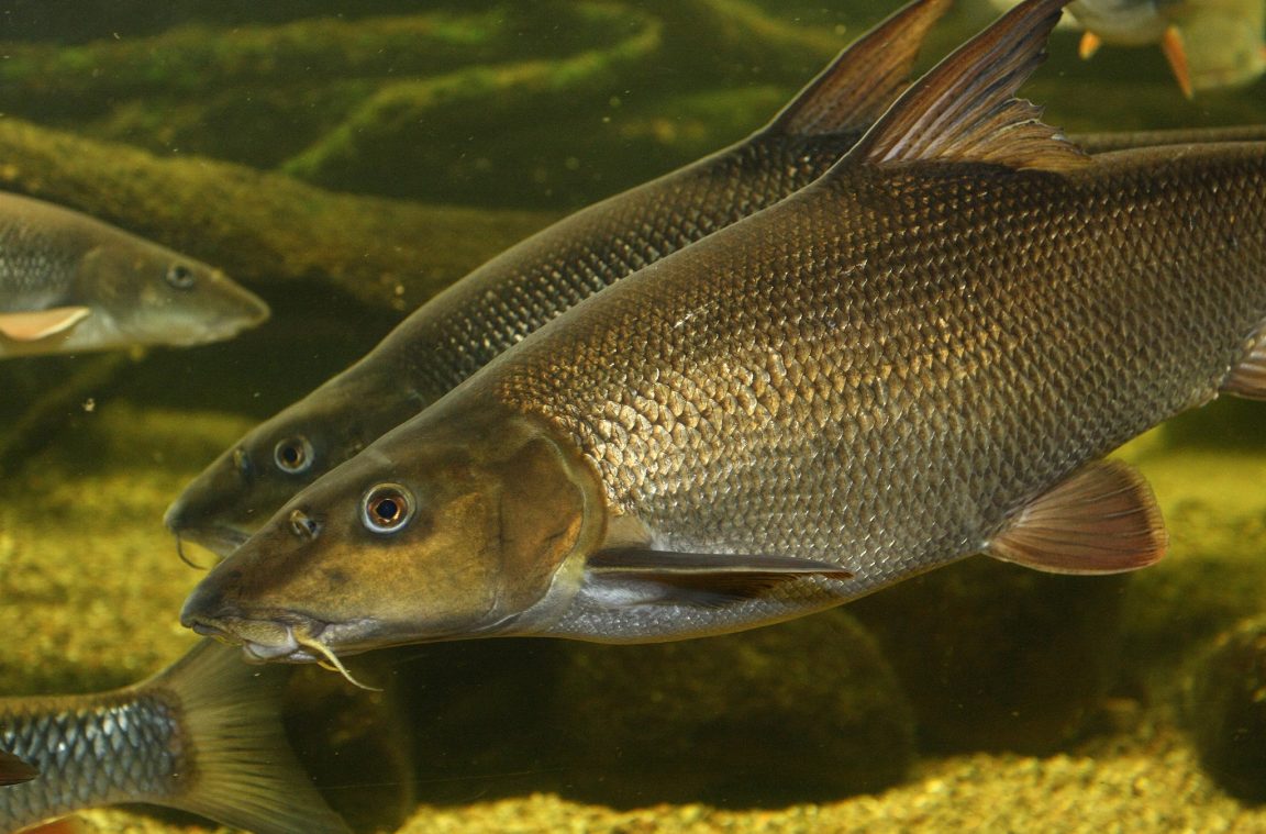 Barbe (Barbus barbus) Fischkunde Rute & Rolle