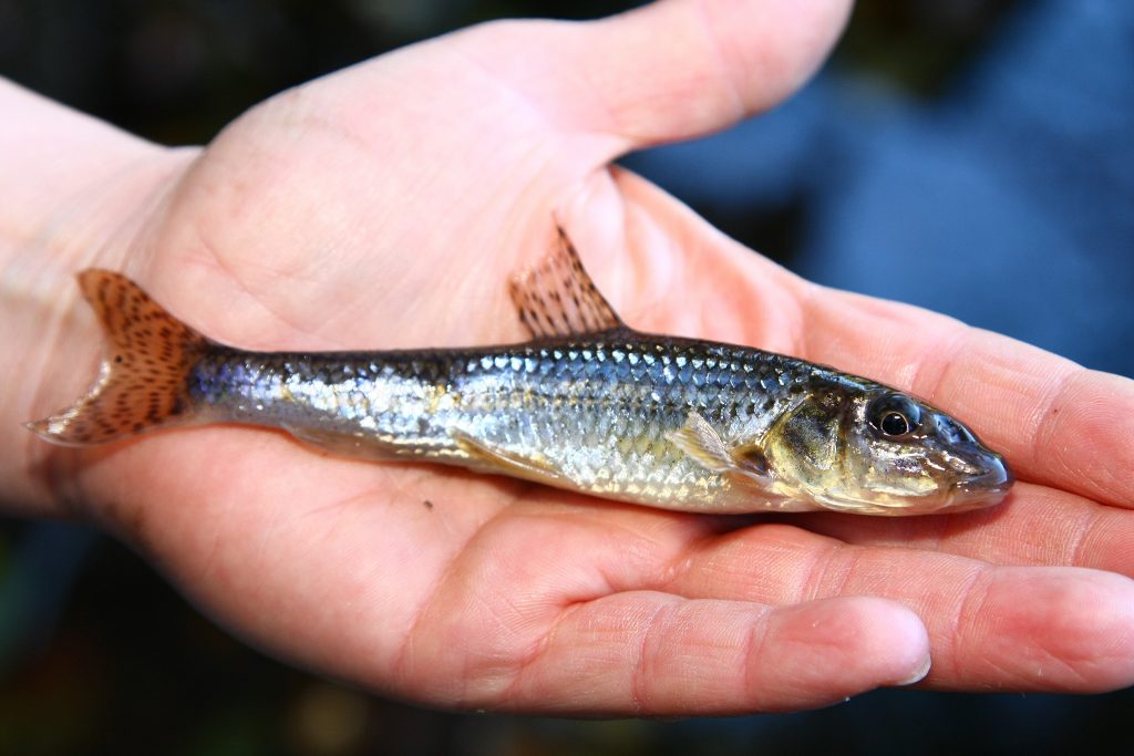 Gründling (Gobio gobio) Fischkunde Rute & Rolle