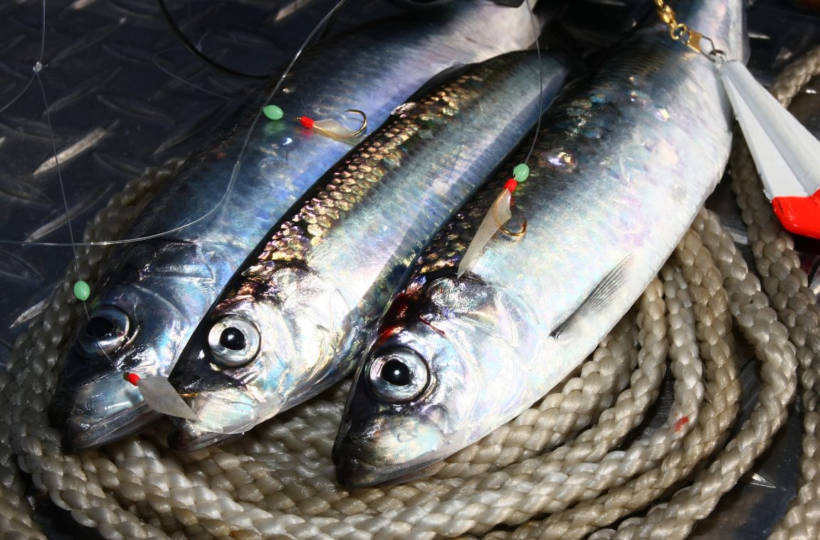 Hering (Clupea harengus) Fischkunde Rute & Rolle