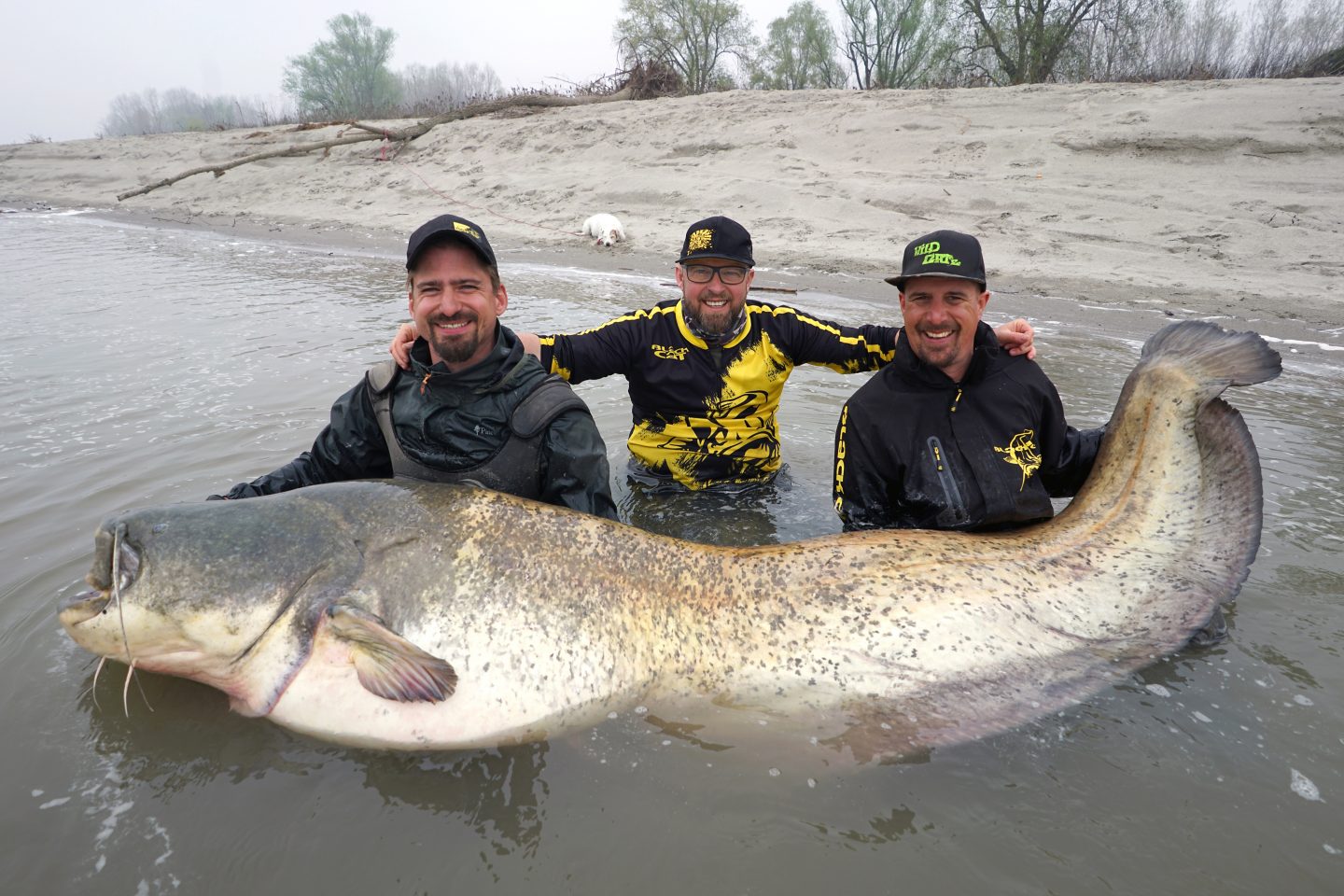265 Zentimeter Monsterwels aus Italien gefangen RUTE&ROLLE
