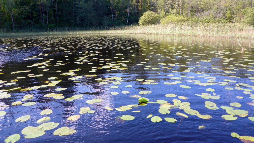 Angeln in den Flachwasserbereichen ist jetzt angesagt