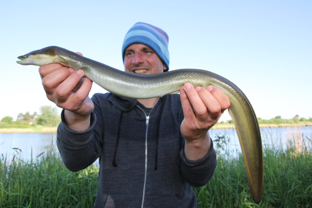 Die Aale im Kanal sind im Schnitt zwischen 45 und 60 Zentimeter lang. Es beißen aber auch kleinere und deutlich größere Exemplare