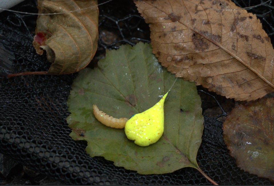 7.Kombi-Köder aus Paste und Bienenmade punkten an Grundmontagen
