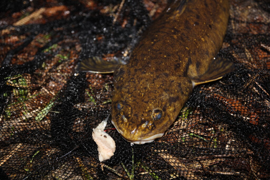 Fischfetzen bringen oft die besseren Räuber an die Haken