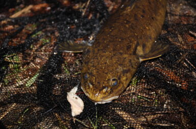 Fischfetzen bringen oft die besseren Räuber an die Haken