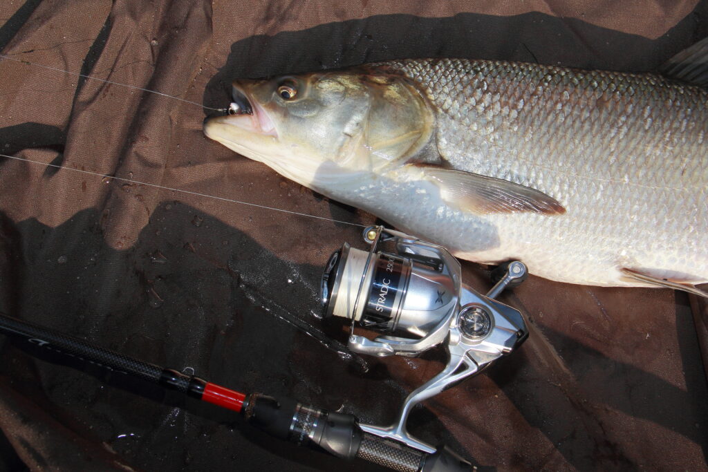 Beim Rapfenangeln ist Tempo angesagt