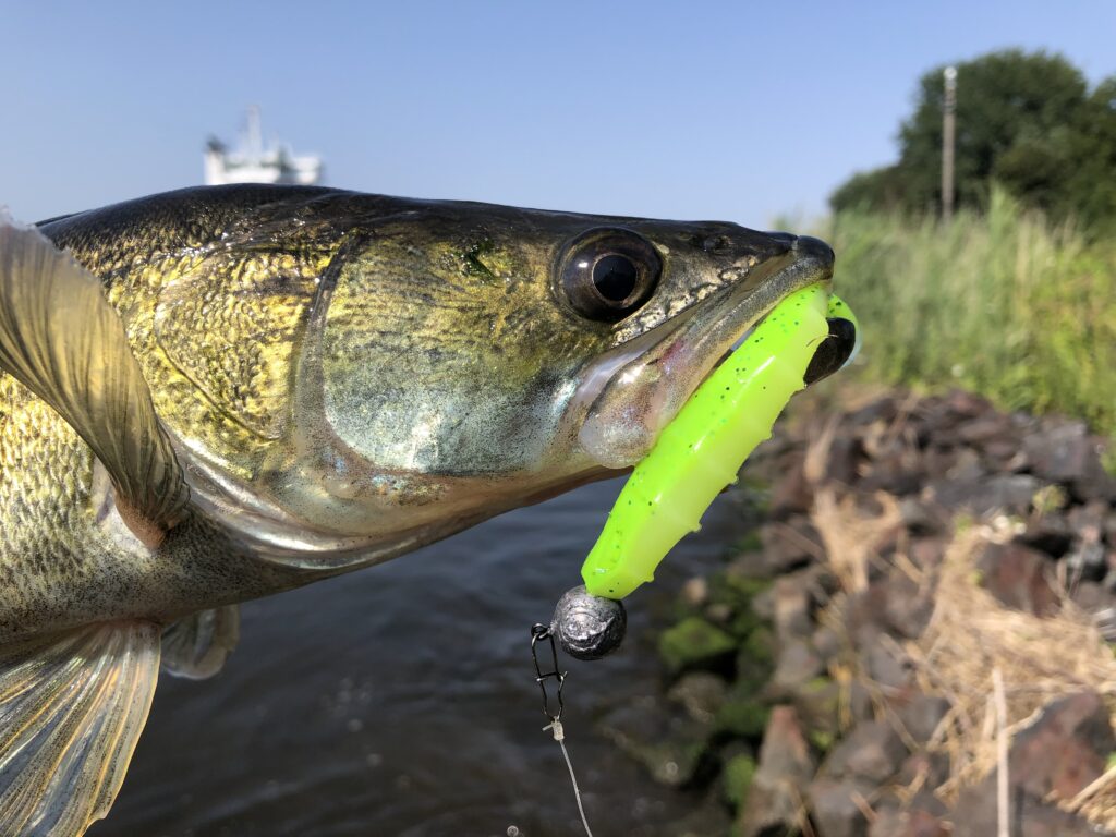 Knallige Gummifische sind am Kanal eine gute Wahl – und fangen Zander